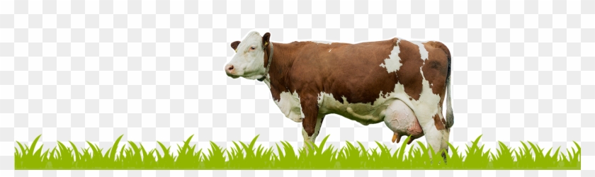 Detail Dairy Cow Png Nomer 26