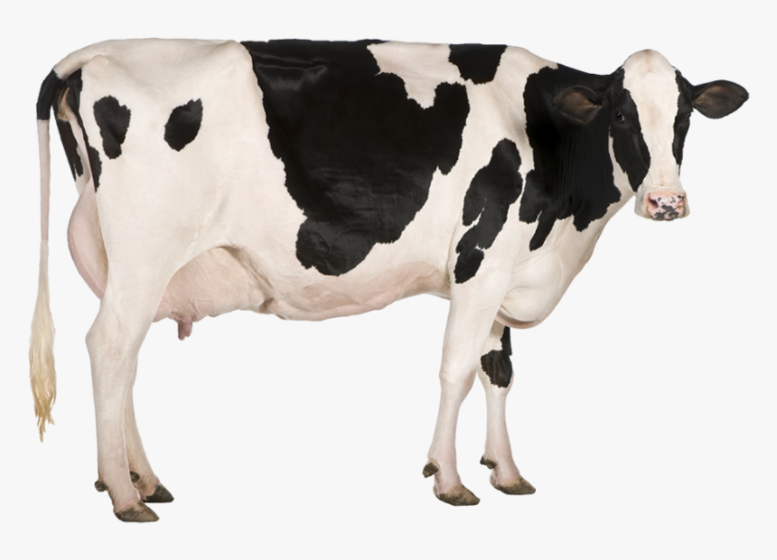 Detail Dairy Cow Png Nomer 5