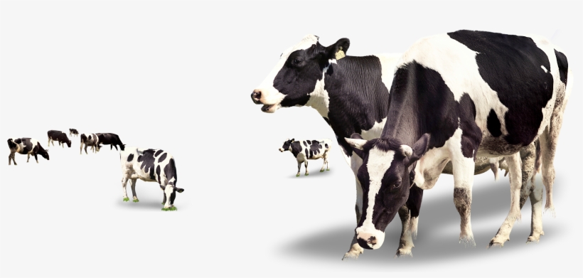 Detail Dairy Cow Png Nomer 48