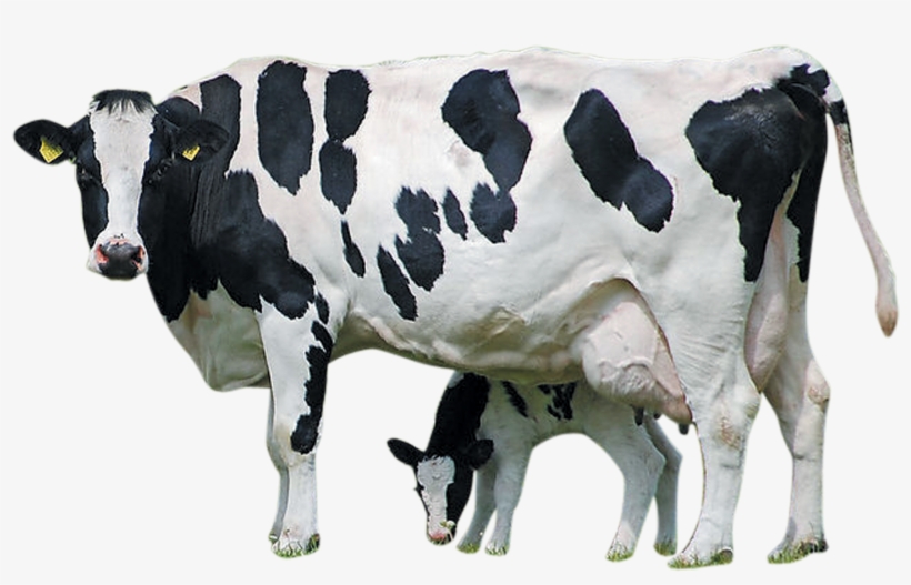 Detail Dairy Cow Png Nomer 6