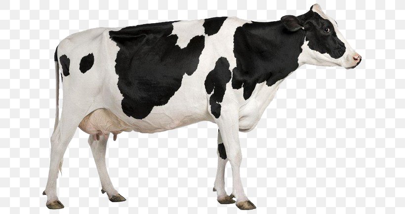 Detail Dairy Cow Png Nomer 55