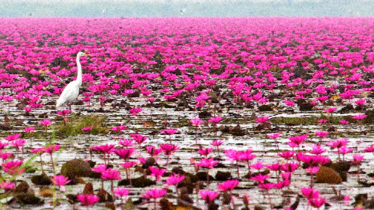 Detail Danau Di Thailand Nomer 4