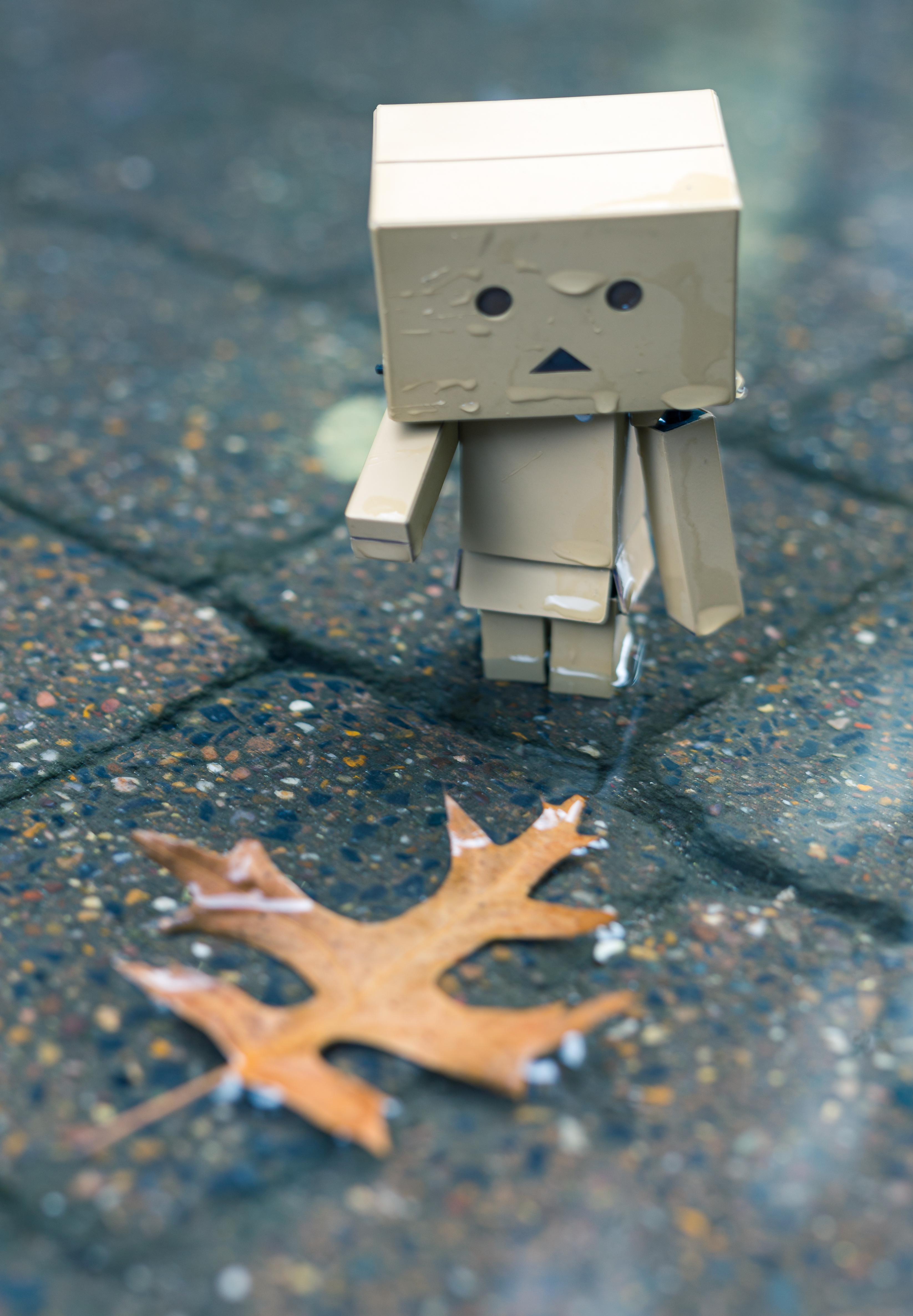 Detail Danbo Rain Nomer 56