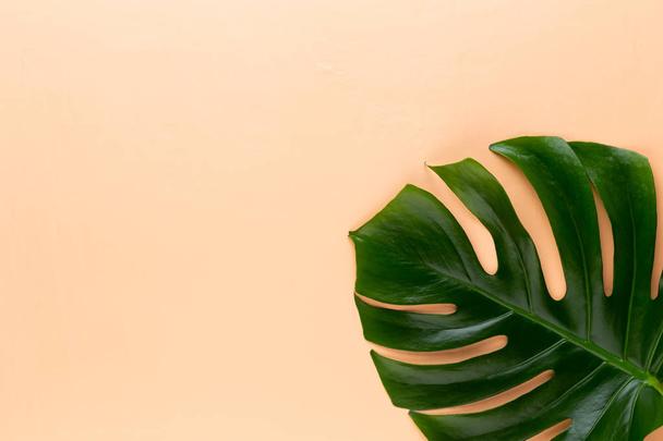 Detail Monstera Gelbes Blatt Nomer 2