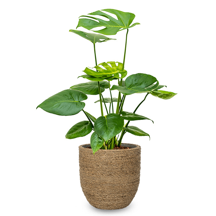 Detail Monstera Gelbes Blatt Nomer 26