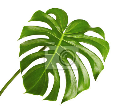 Detail Monstera Gelbes Blatt Nomer 5