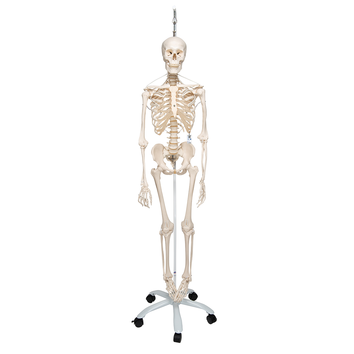 Skelett Einer Frau Mit Beschriftung - KibrisPDR