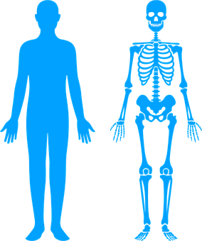 Detail Skelett Einer Frau Mit Beschriftung Nomer 15