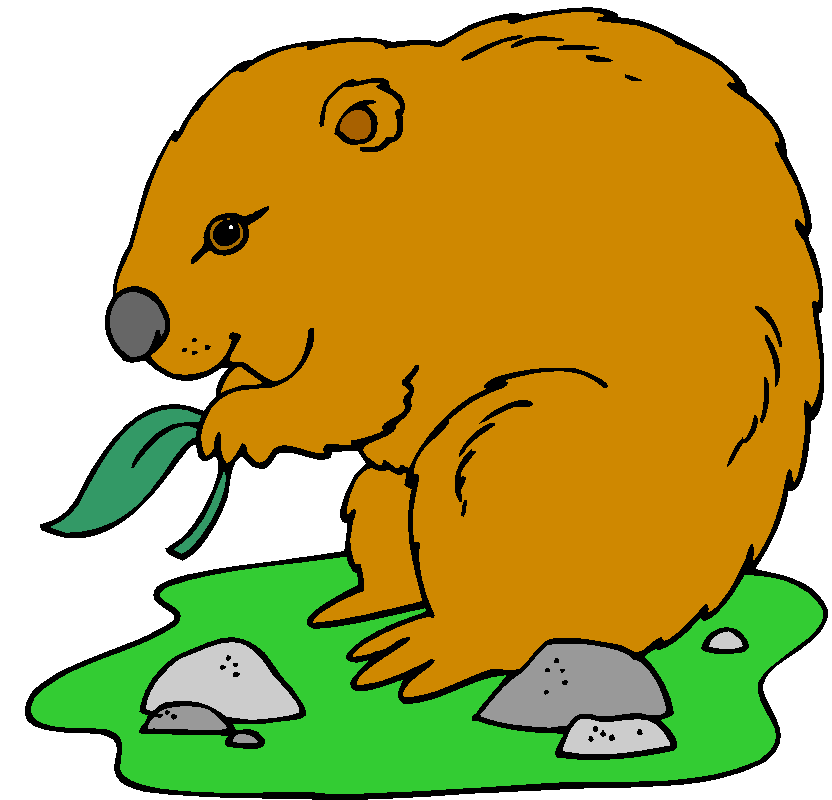 Detail Wombat Png Nomer 4