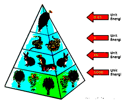 Detail Gambar Piramida Ekologi Nomer 15