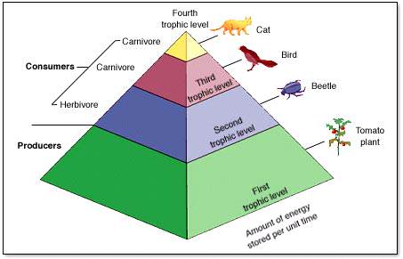 Detail Gambar Piramida Ekologi Nomer 3