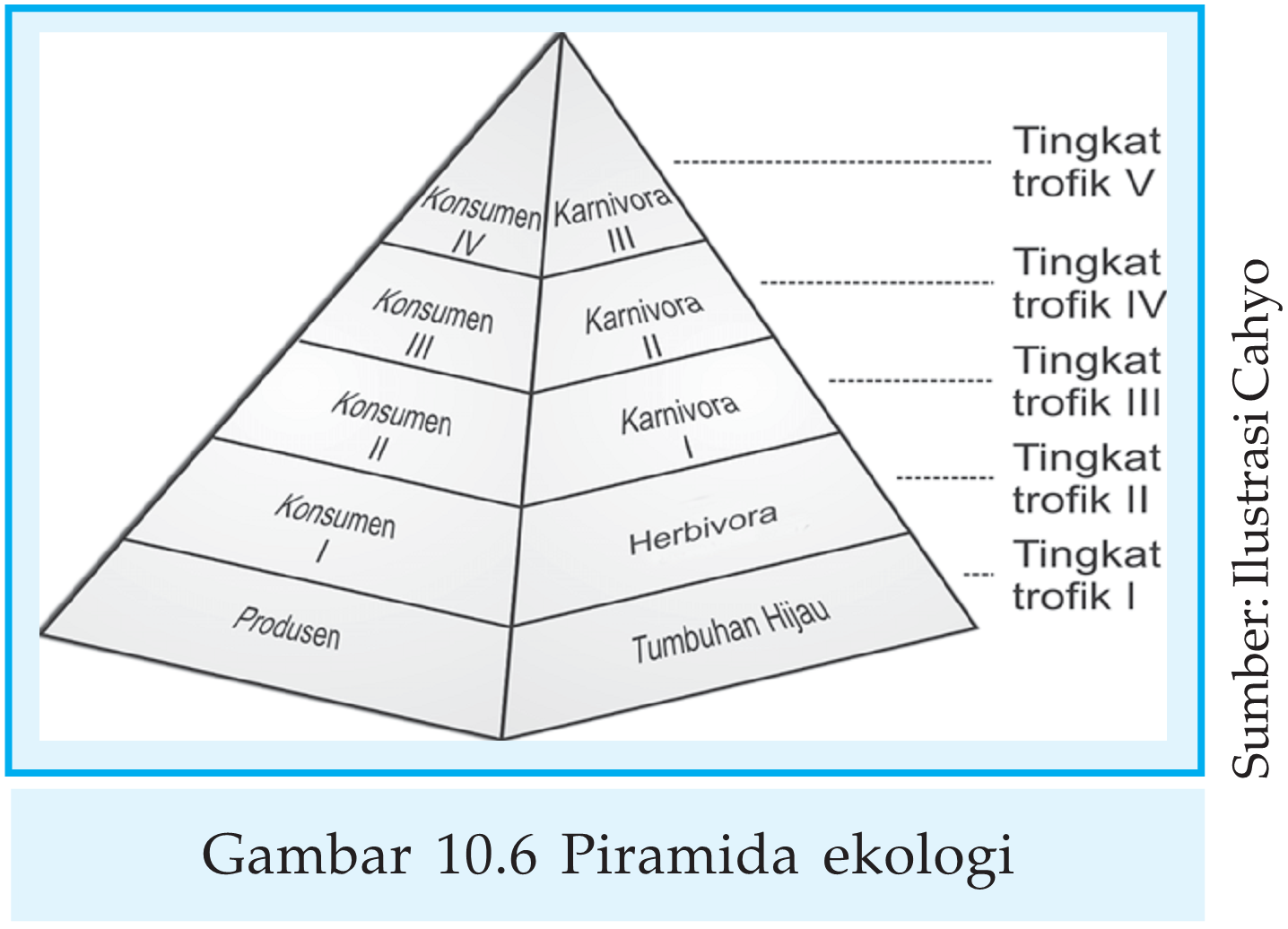 Detail Gambar Piramida Ekologi Nomer 23