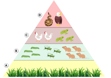 Detail Gambar Piramida Ekologi Nomer 26