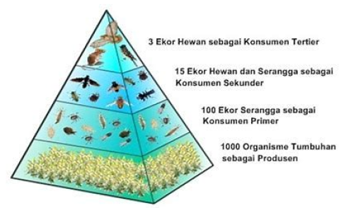 Detail Gambar Piramida Ekologi Nomer 4