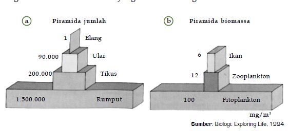 Detail Gambar Piramida Ekologi Nomer 30