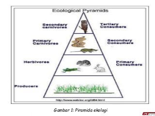 Detail Gambar Piramida Ekologi Nomer 40