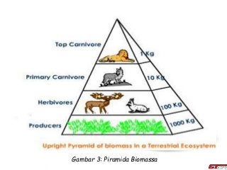 Detail Gambar Piramida Ekologi Nomer 45