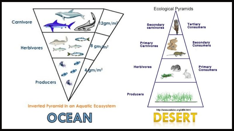 Detail Gambar Piramida Ekologi Nomer 50