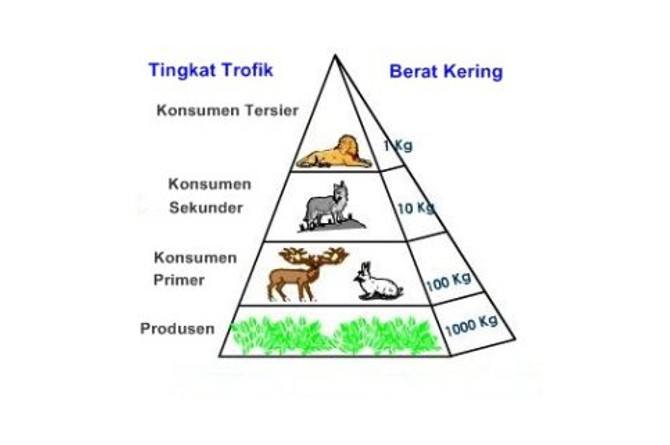 Detail Gambar Piramida Ekologi Nomer 51
