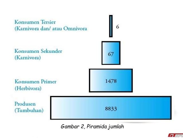 Detail Gambar Piramida Ekologi Nomer 52