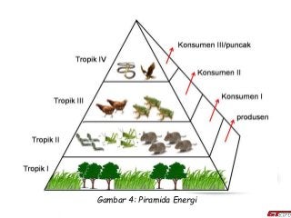 Detail Gambar Piramida Ekologi Nomer 6