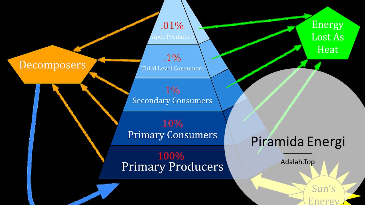 Detail Gambar Piramida Energi Nomer 39