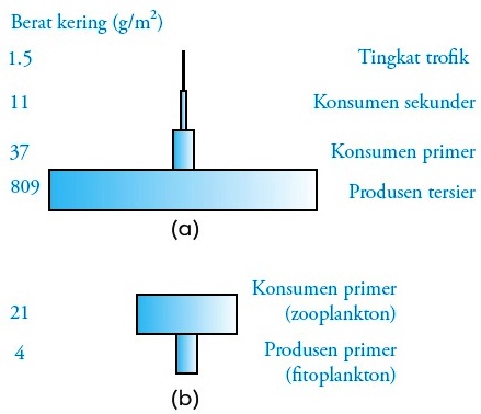 Detail Gambar Piramida Energi Nomer 42