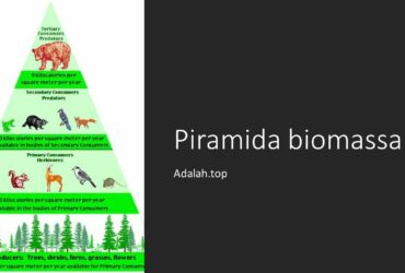Detail Gambar Piramida Energi Nomer 51