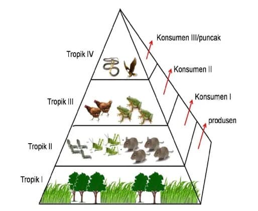 Detail Gambar Piramida Gizi Seimbang Nomer 43