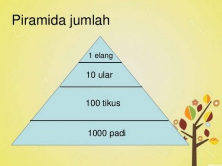 Detail Gambar Piramida Jumlah Nomer 2