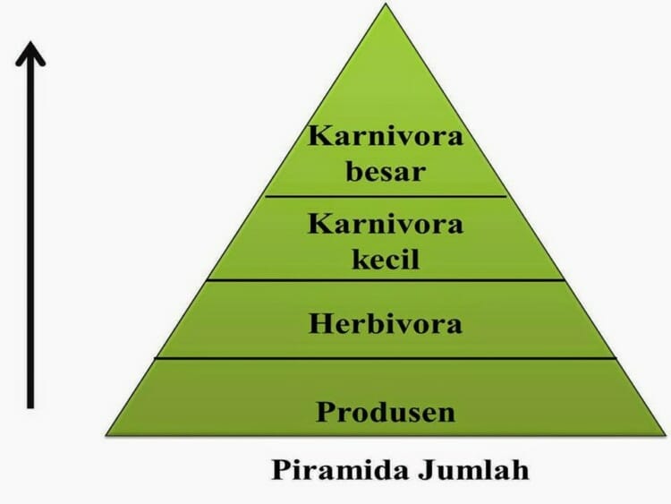 Detail Gambar Piramida Jumlah Nomer 11