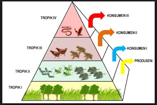 Detail Gambar Piramida Jumlah Nomer 19