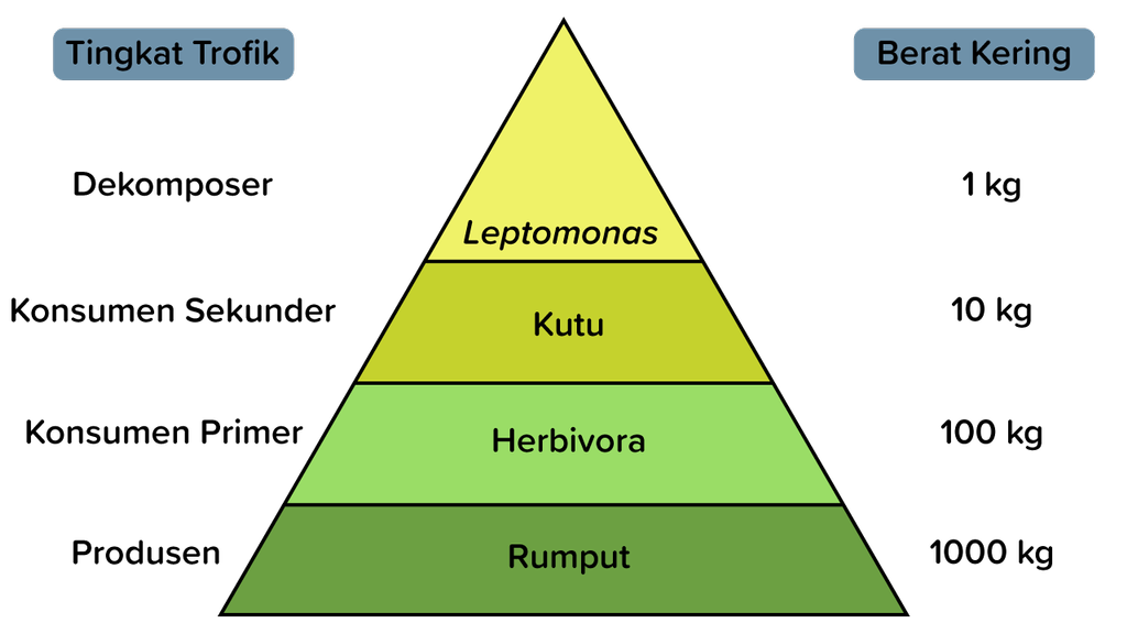 Detail Gambar Piramida Jumlah Nomer 20