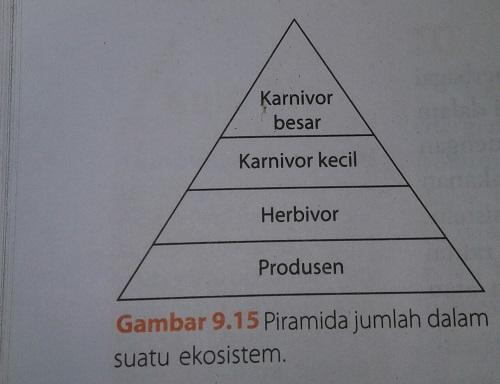 Detail Gambar Piramida Jumlah Nomer 44