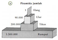 Detail Gambar Piramida Jumlah Nomer 7