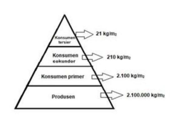 Detail Gambar Piramida Jumlah Nomer 10