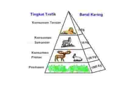 Detail Gambar Piramida Makanan Nomer 2