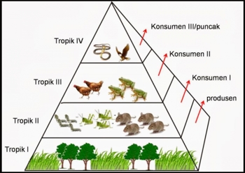 Detail Gambar Piramida Rantai Makanan Nomer 13