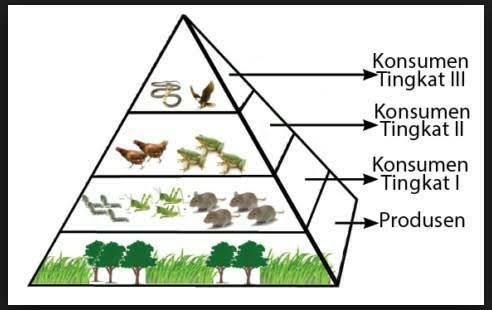 Detail Gambar Piramida Rantai Makanan Nomer 14