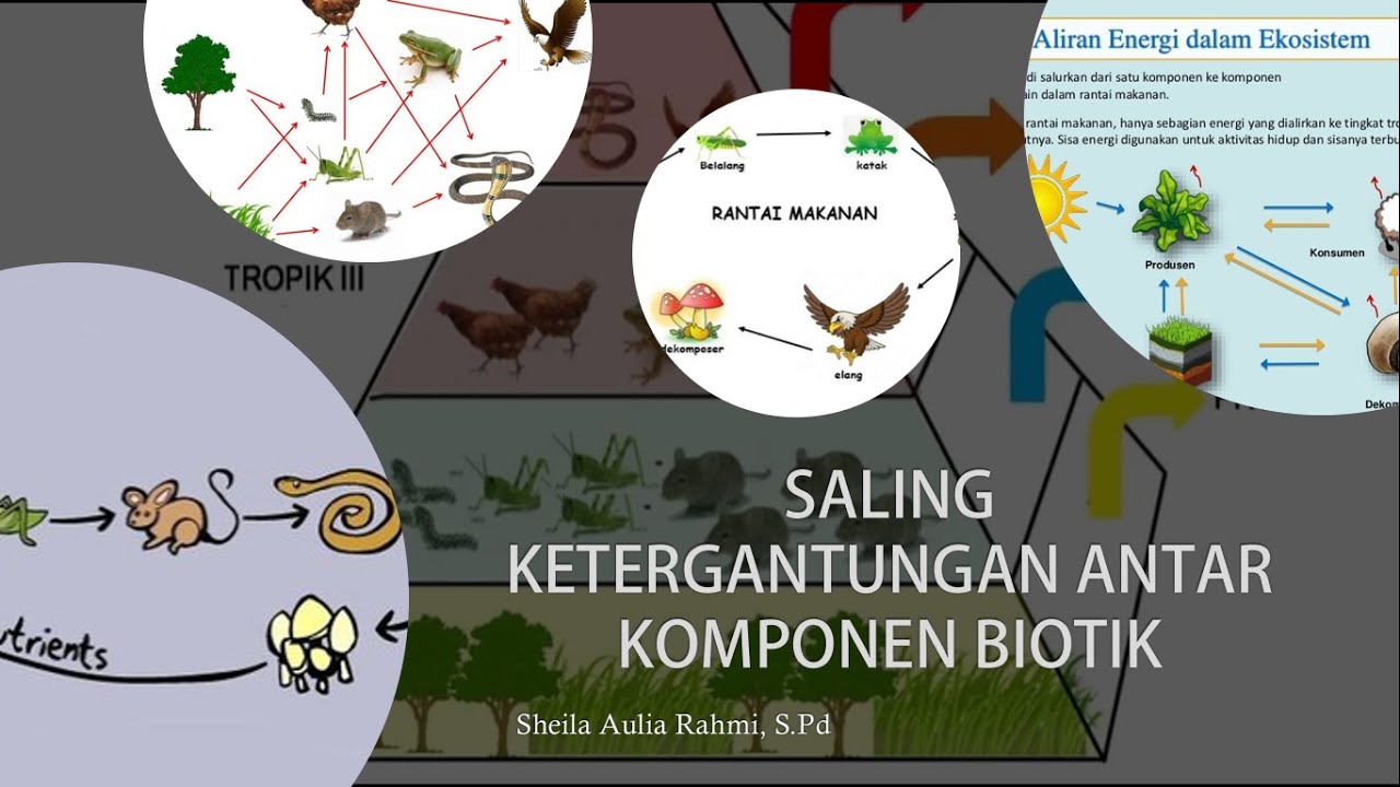 Detail Gambar Piramida Rantai Makanan Nomer 38