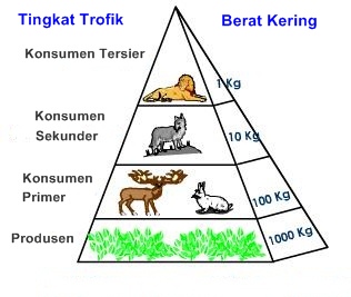 Detail Gambar Piramida Rantai Makanan Nomer 42