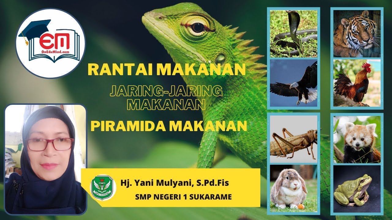 Detail Gambar Piramida Rantai Makanan Nomer 44