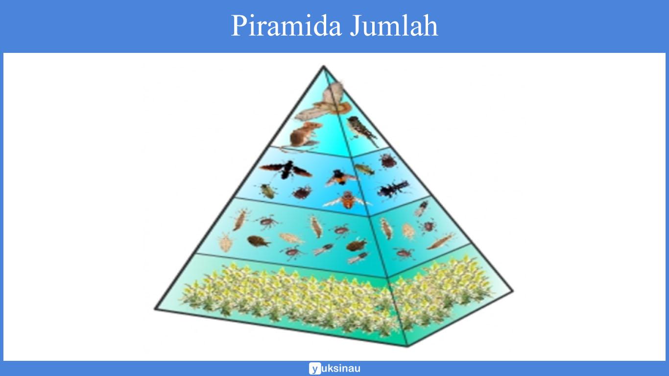Detail Gambar Piramida Rantai Makanan Nomer 45