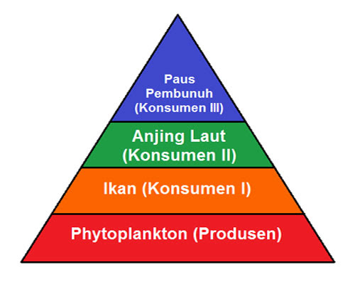 Detail Gambar Piramida Rantai Makanan Nomer 49