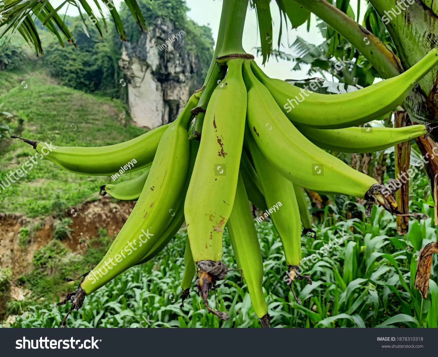 Detail Gambar Pisang Agung Nomer 14