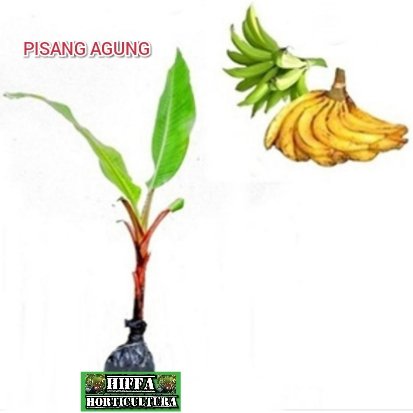 Detail Gambar Pisang Agung Nomer 21