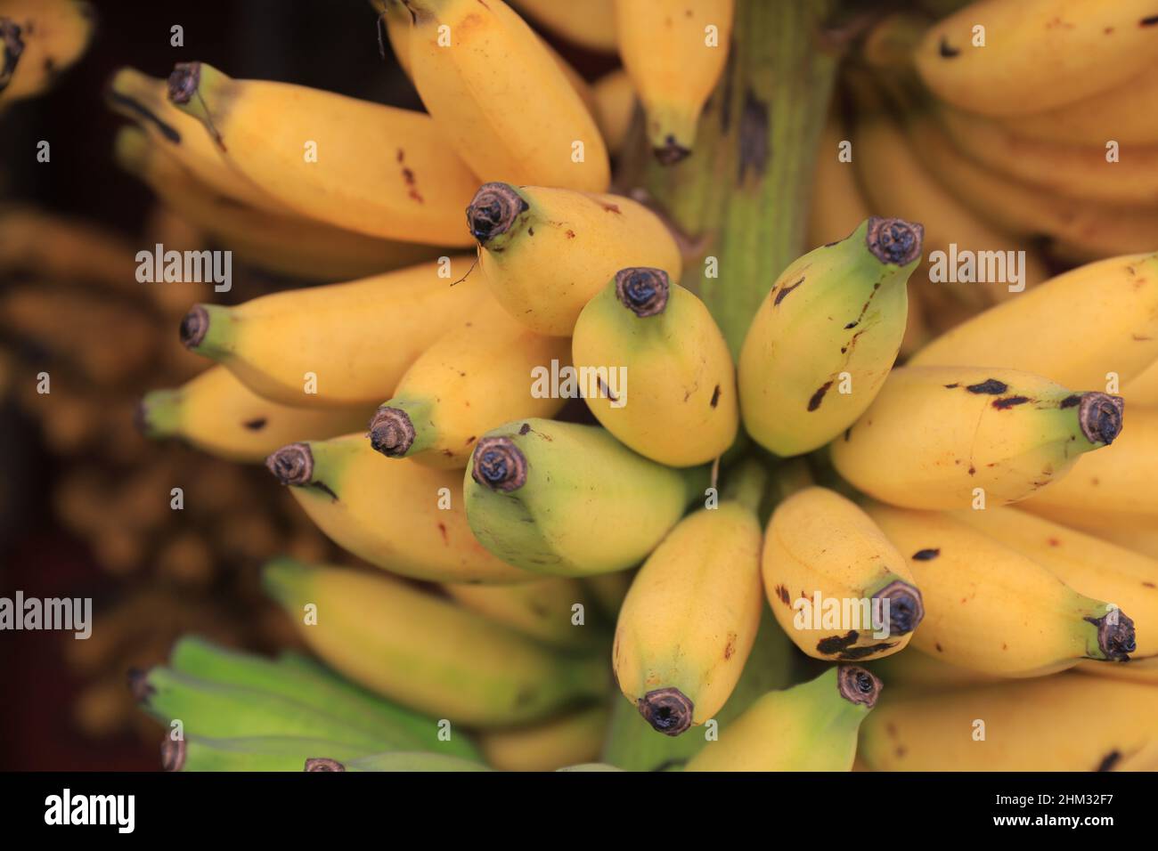 Detail Gambar Pisang Agung Nomer 33