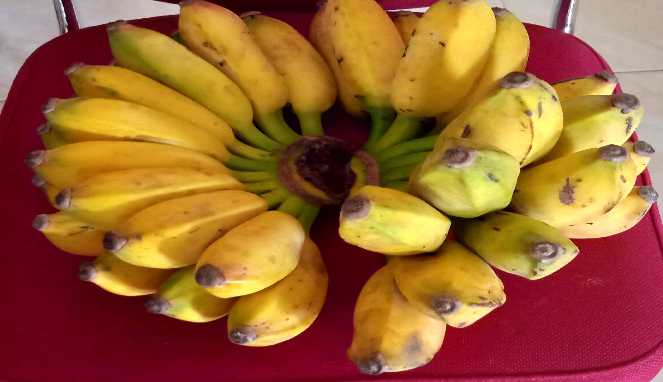 Detail Gambar Pisang Batu Nomer 16