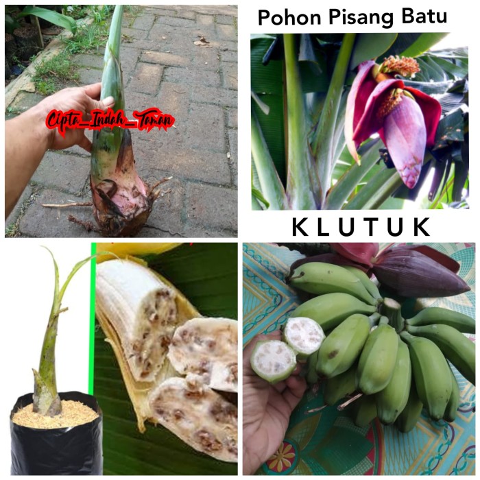 Detail Gambar Pisang Batu Nomer 17