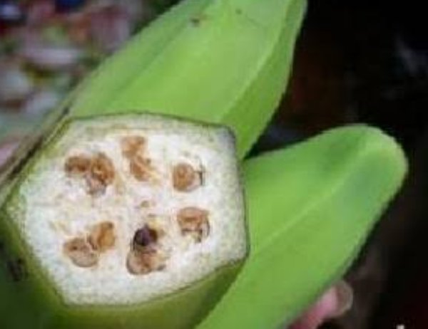 Detail Gambar Pisang Batu Nomer 27